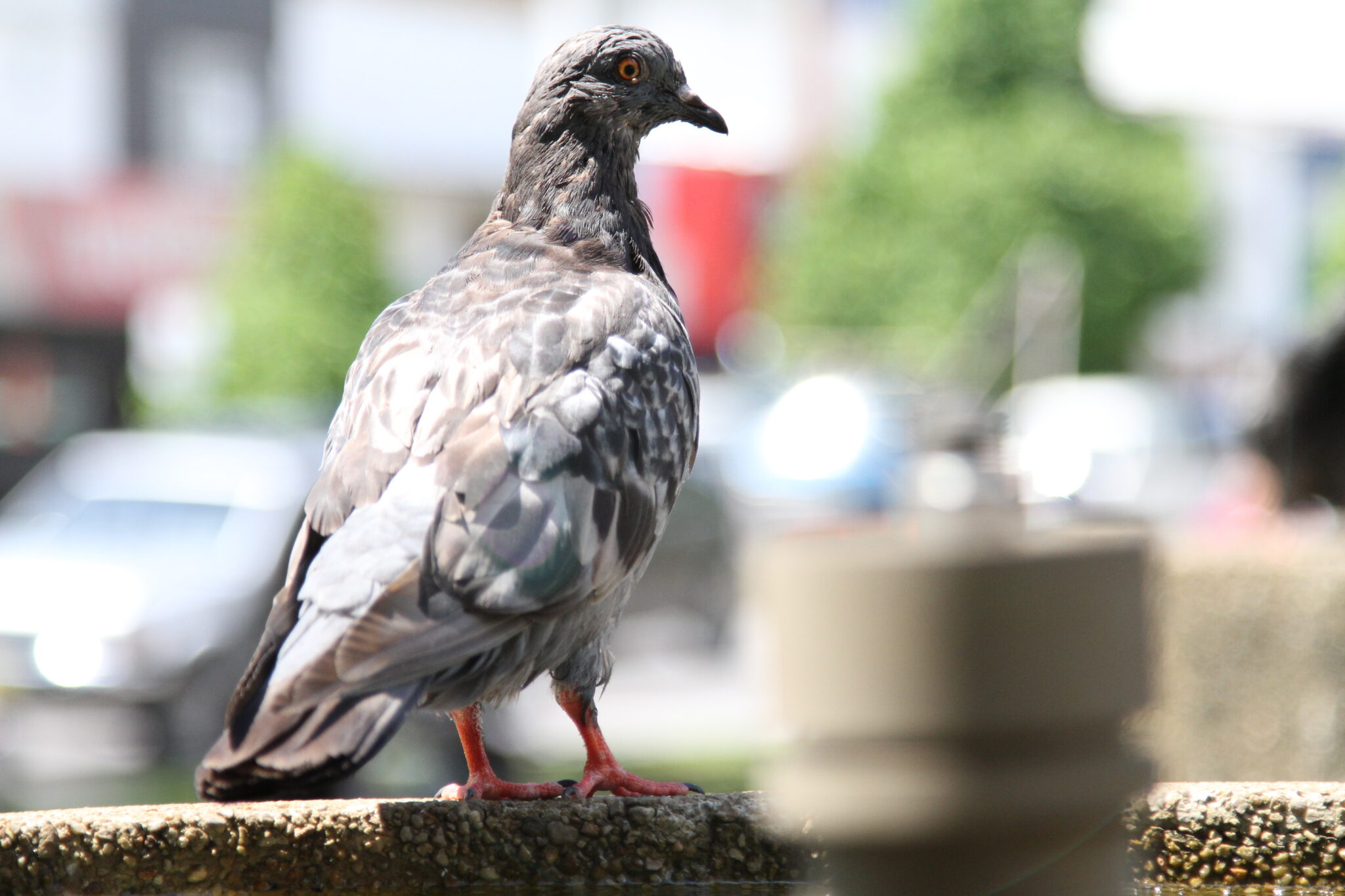 Pigeon in Close-Up (2017)